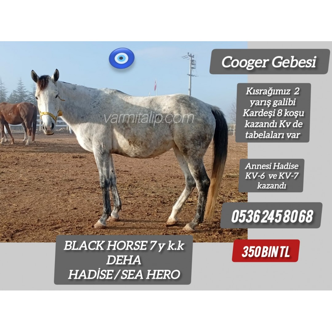 3 Nisan Cooger gebesi Deha kızı genç kısrak Black Horse 