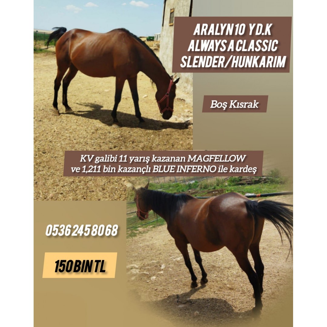 Always A Classıc kızı 10 yş. Boş Damızlık Kısrak Aralyn