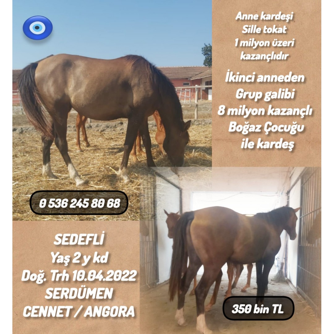 2 Buçuk Yaşında Serdümen Dişi Tayı Sedefli Anne:Cennet 350 bin TL.