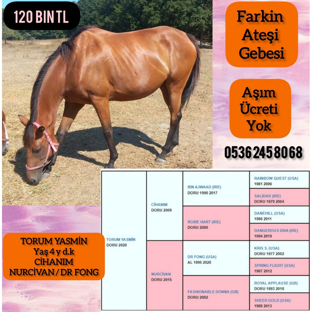 FARKİN ATEŞİ GEBESİ CİHANIM KIZI  4 YŞ. GENÇ KISRAK TORUM YASMİN 120 BİN TL. AŞIM ÜCRETİ BİZDEN