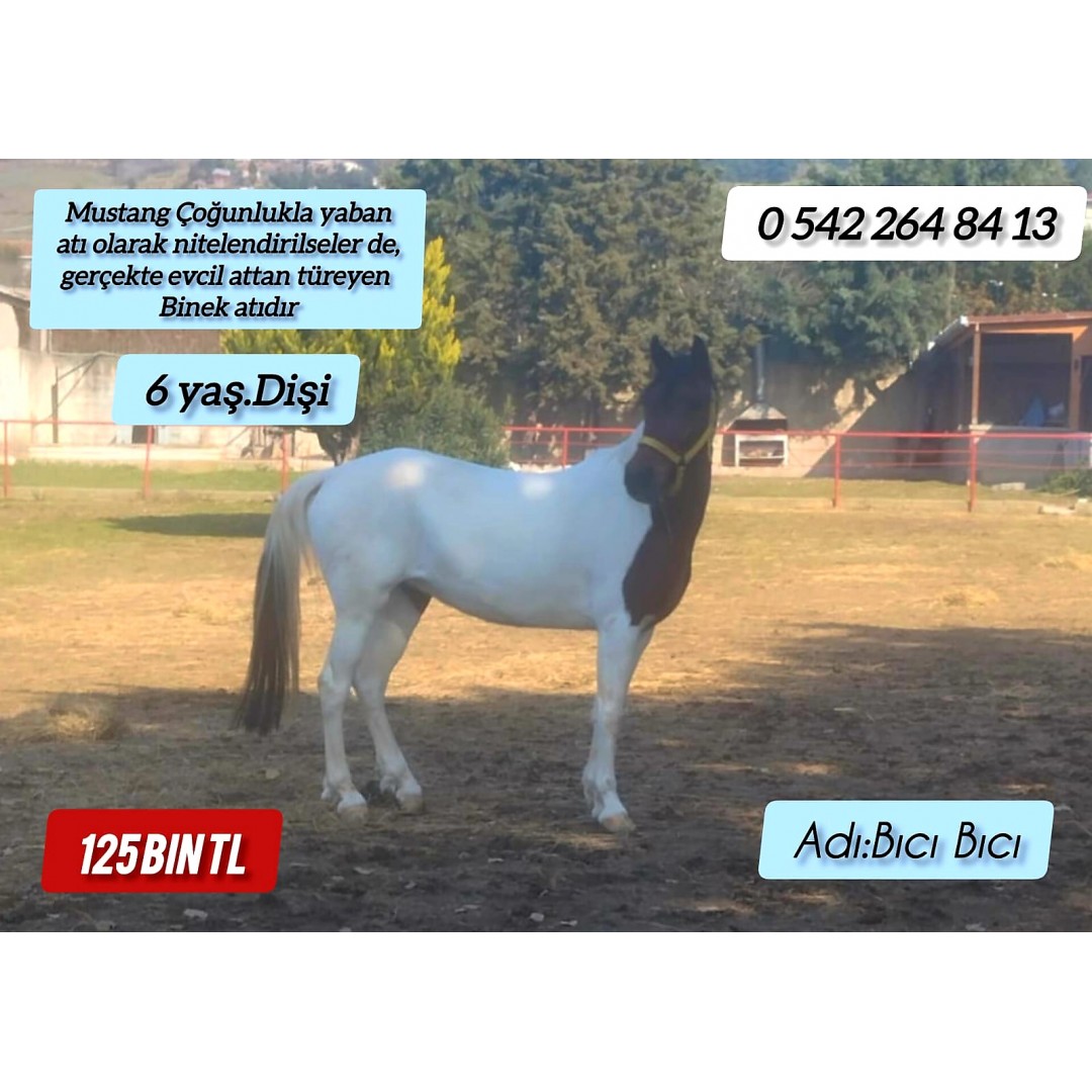 6 yaşında dişi Mustang cinsi Binek Atı Bıcı Bıcı (Çatalca Polo Binicilik Klübünde 0542 264 84 13)